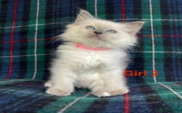 Ragdoll cats for sale: Ragdoll Kitten GCCF, ready now. - Image 7