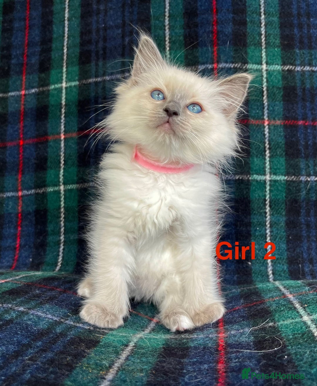 Ragdoll cats for sale: Ragdoll Kitten GCCF, ready now. - Image 7