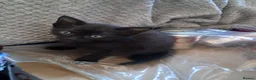 Mixed Breed cats for sale: 3 gorgeous boy kittens for sale  - Advert 4
