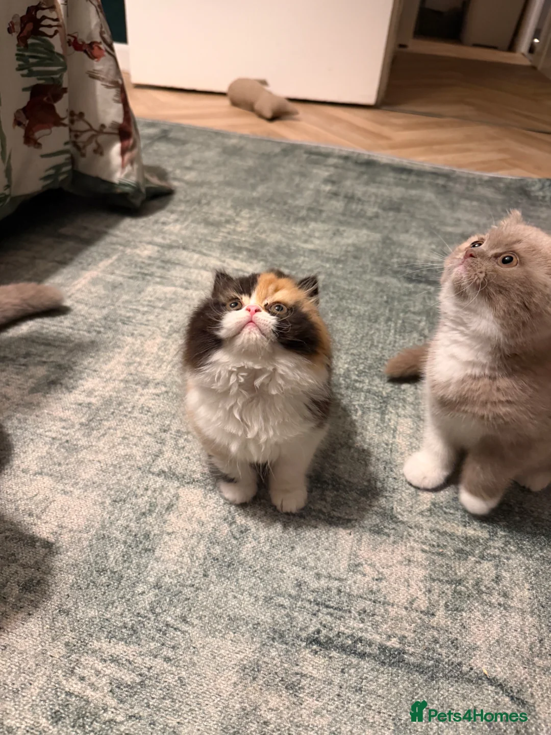 British Longhair cats for sale: Black tortie and white cinnamon carrier  - Advert 1
