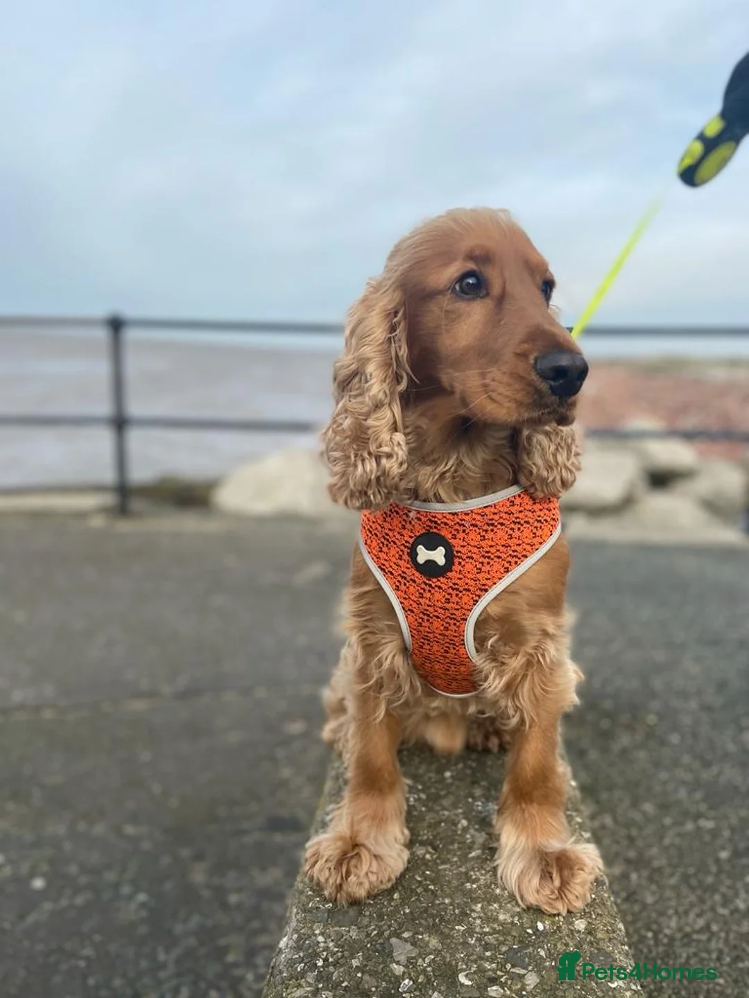 Cocker Spaniel dogs for stud: Cocker Spaniel For Stud in Liverpool - Advert 16