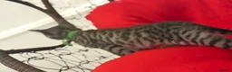 Mixed Breed cats for sale: 🐾 6 Beautiful Bengal × British Longhair Kittens🐾 - Advert 14