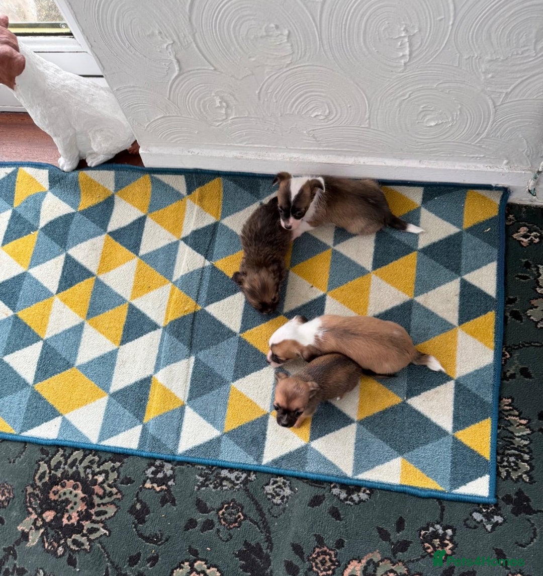 Mixed Breed dogs for sale: Chihuahua x Jack Russel/Shih Tzu - Image 1