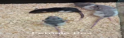 Rat rodents for sale: Baby Dumbo Rat's available, Males & Females  - Advert 8