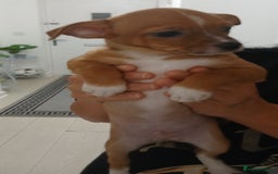 Chihuahua dogs for sale: Ready now 3 chihuahua boys looking for their home - Image 7
