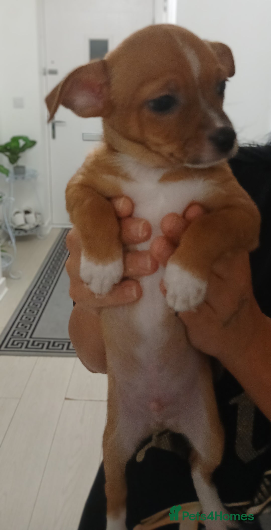Chihuahua dogs for sale: Ready now 3 chihuahua boys looking for their home - Image 7