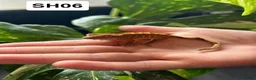 Gecko reptiles for sale: Baby Crested Geckos For Sale 🦎 - Advert 8