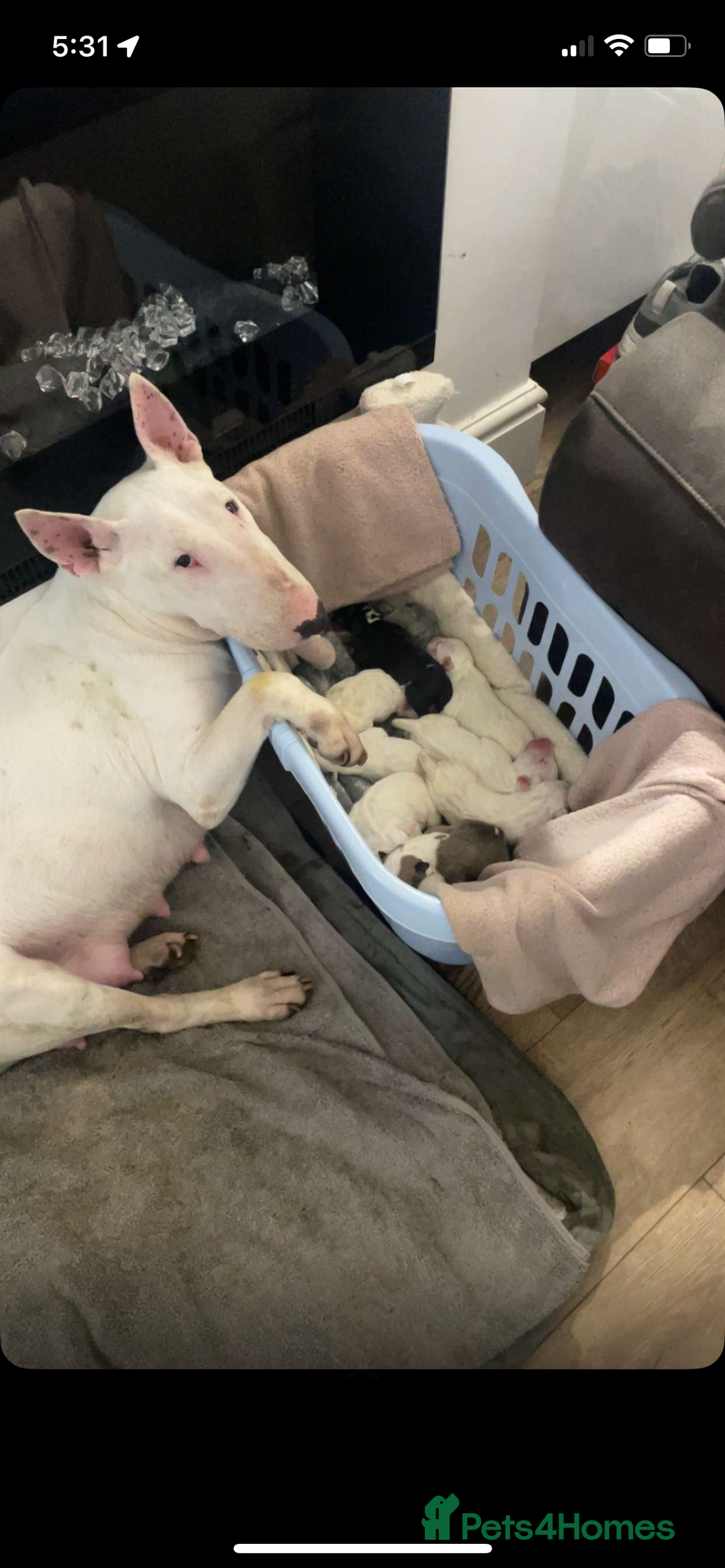 English Bull Terrier dogs for sale: English bull terrier puppies  - Image 7