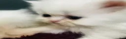 Persian cats for sale: ♥️🍃 ꨁ EXOTIC PERSIAN DOLL FACE KITTENS FOR SALE - Advert 20