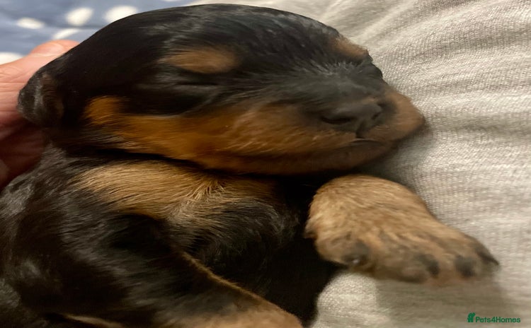 Cavapoo dogs - Advert 10