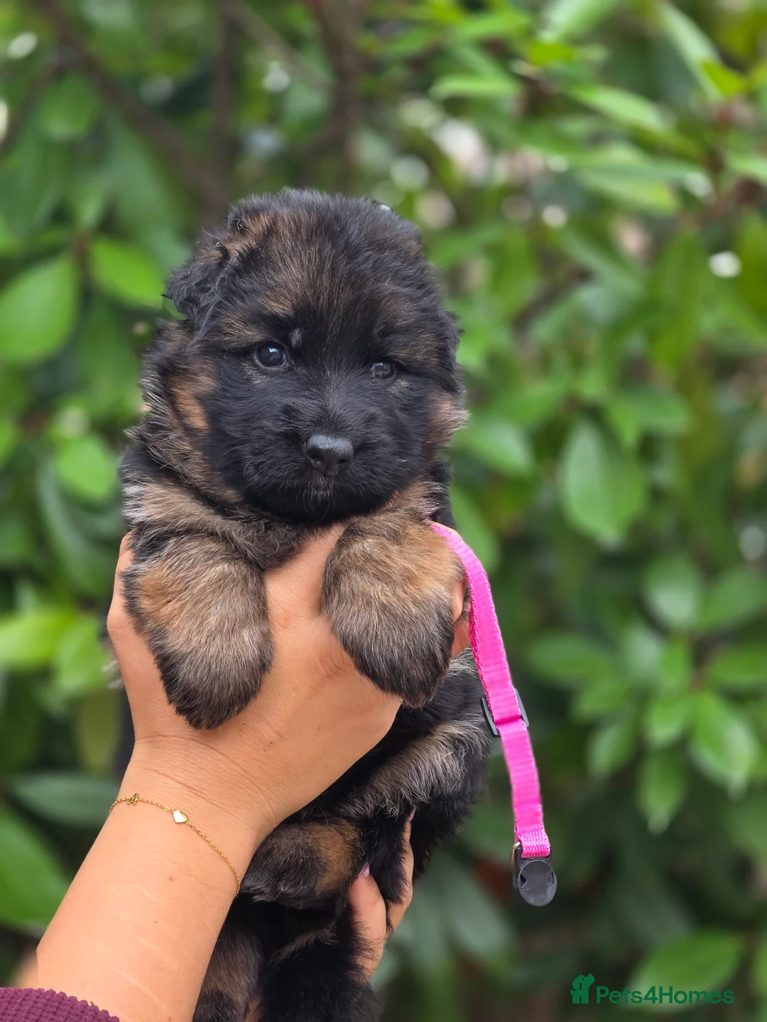 German Shepherd dogs for sale: Beautiful German Shepherd Puppies  - Advert 2