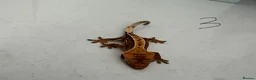 Gecko reptiles for sale:  Lilly white Crested gecko babies - Advert 10