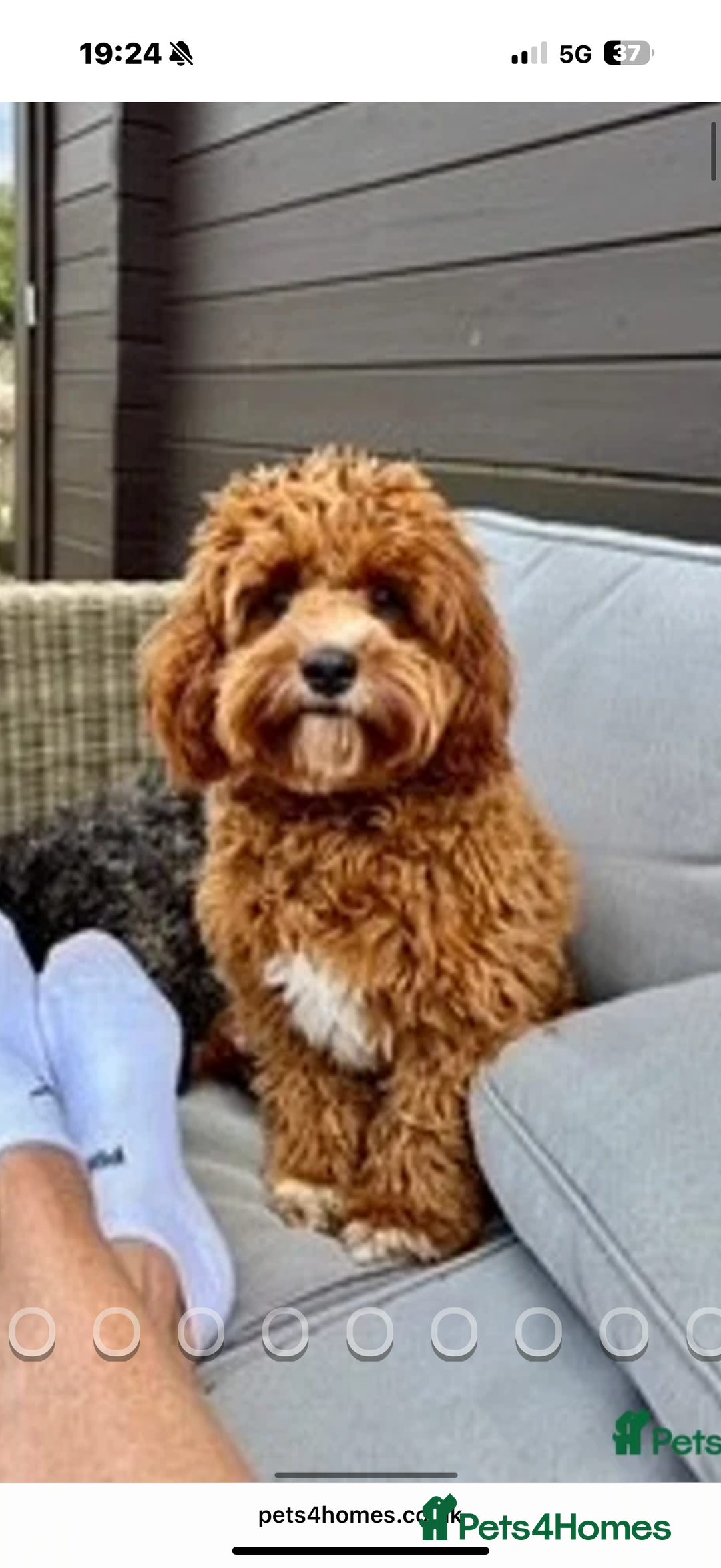 Cavapoo dogs for sale: Beautiful cavapoo puppies  - Advert 9