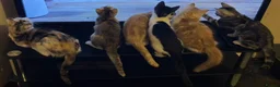 Domestic Shorthair cats for sale: 5 Beautiful Kittens - Advert 2
