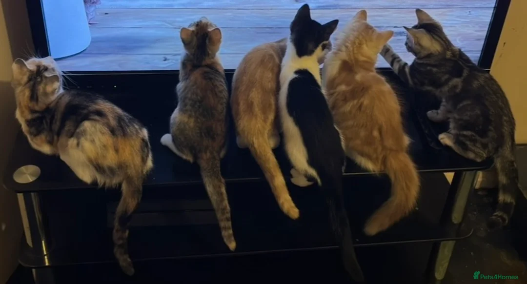 Domestic Shorthair cats for sale: 5 Beautiful Kittens - Advert 2