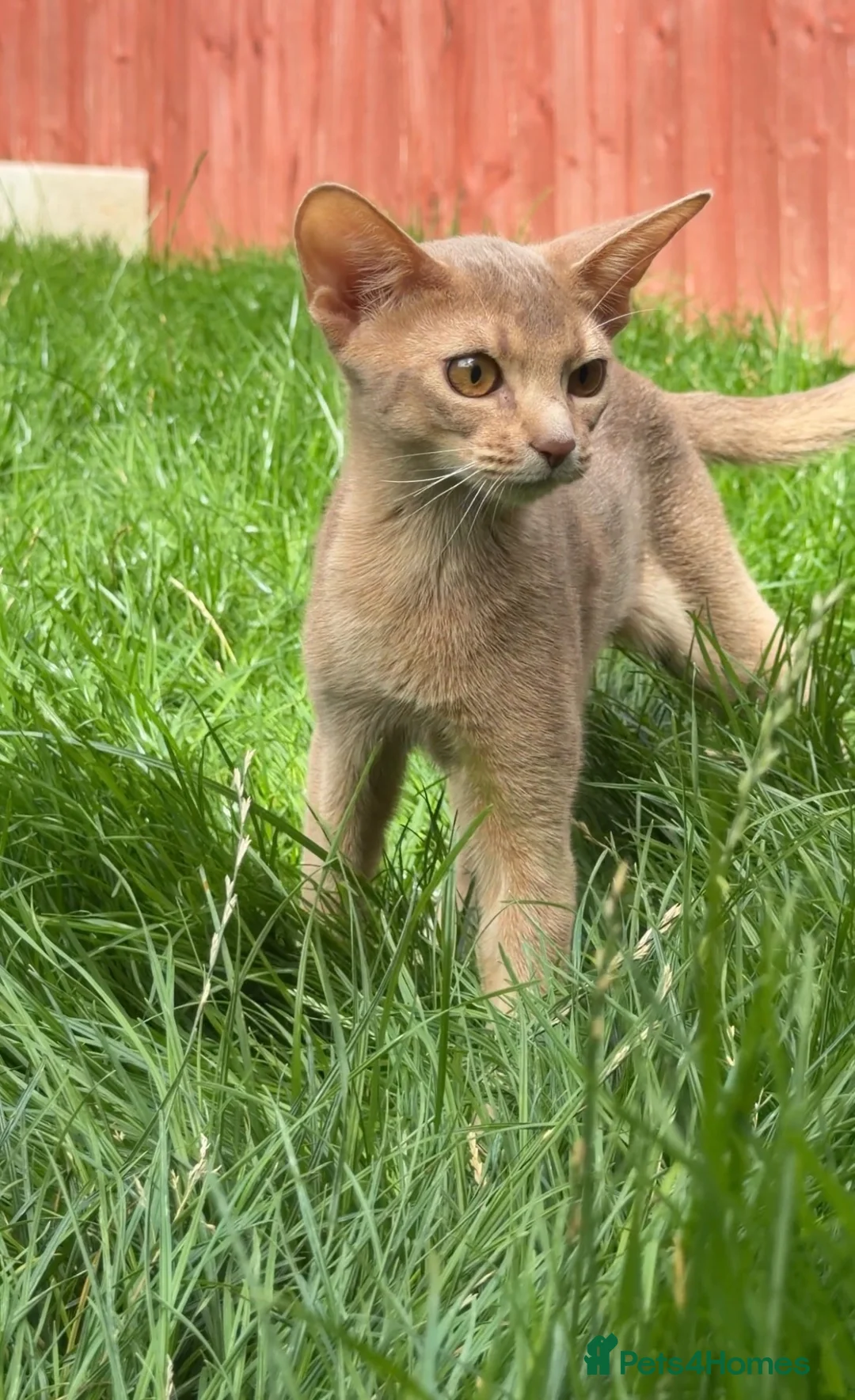 Abyssinian cats for sale: Beautiful Fawn Abyssinian Girl 🤍❤️ GCCF  - Advert 2