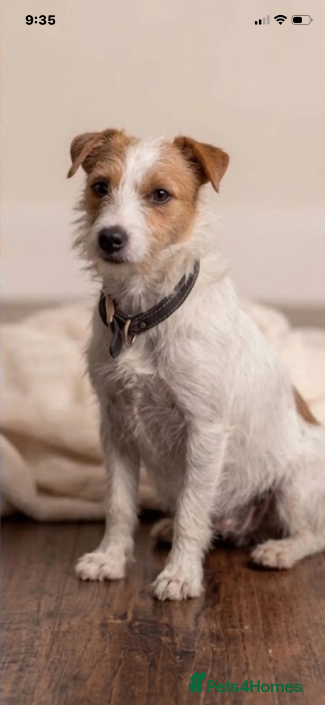 Jackshund dogs for sale: Beautiful litter of jackshund puppies in Stourport-on-Severn - Advert 1