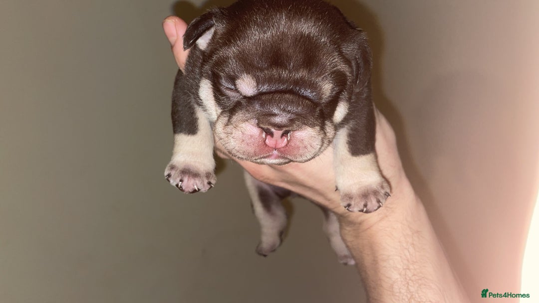 English Bulldog dogs for sale: TOP CLASS  English Bull Dog puppies  - Advert 14