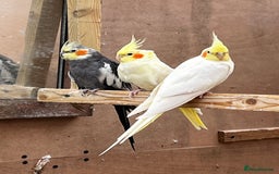 Mixed Breed birds for sale: Orange Winged Amazon Parrot and Lutino Cockatiel - Image 3