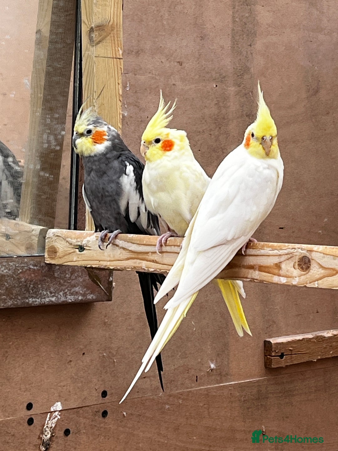Mixed Breed birds for sale: Orange Winged Amazon Parrot and Lutino Cockatiel - Image 3