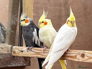 Mixed Breed birds - Advert 17