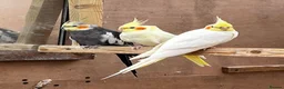 Mixed Breed birds for sale: Pair of Conures, Exhibit Budgie, Lutino Cockatiel - Advert 1