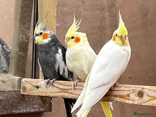 Mixed Breed birds Pair of Conures, Exhibit Budgie, Lutino Cockatiel - Advert 7