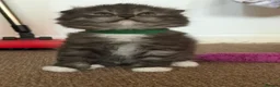 Mixed Breed cats for sale: GORGEOUS British Shorthair& ScottishFold Kittens - Advert 27