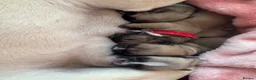 Mixed Breed dogs for sale: French bulldog puppies (mother full, dad half) in Dundee - Advert 2