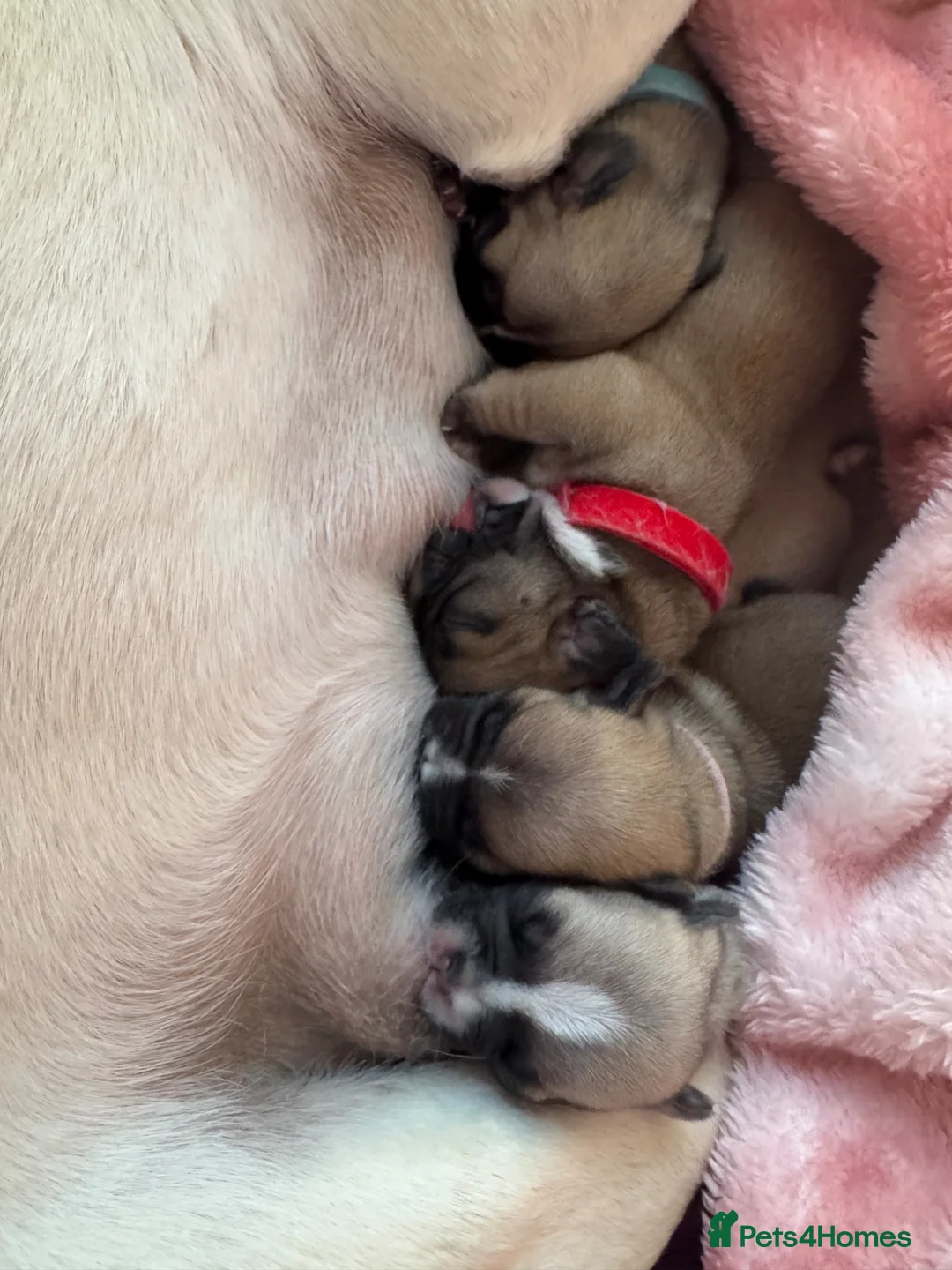Mixed Breed dogs for sale: French bulldog puppies (mother full, dad half) in Dundee - Advert 2