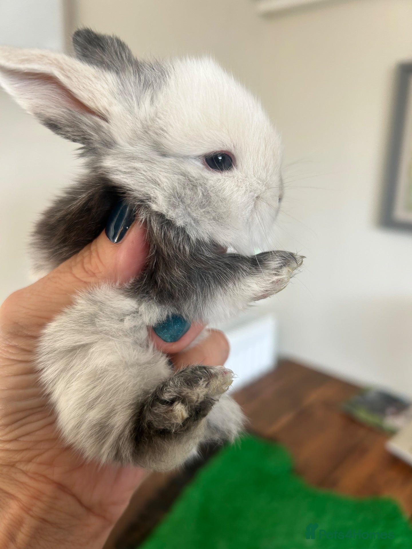 Mini Lop rabbits Beautiful friendly pure mini lop babies   - Advert 4