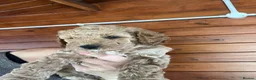 Cockapoo dogs for sale: Stunning Cockapoo Puppies - Advert 20