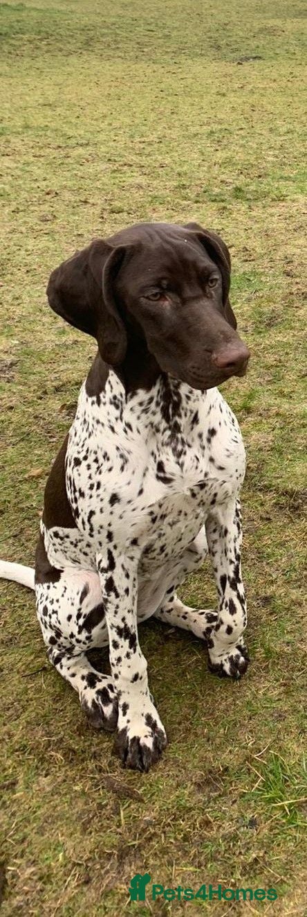 German Shorthaired Pointer dogs KC Registered German Shorthaired Pointer Puppies - Advert 2