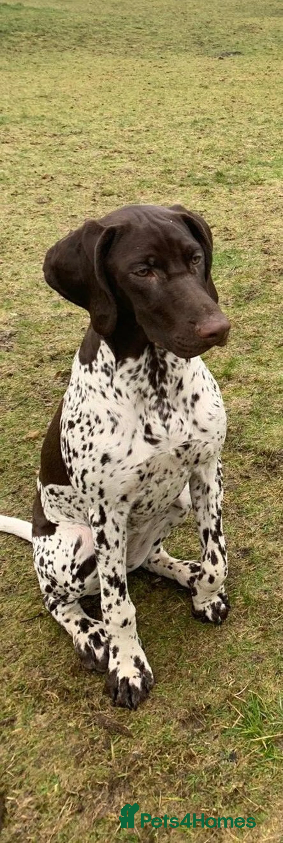 German Shorthaired Pointer dogs for sale: KC Registered German Shorthaired Pointer Puppies - Advert 1