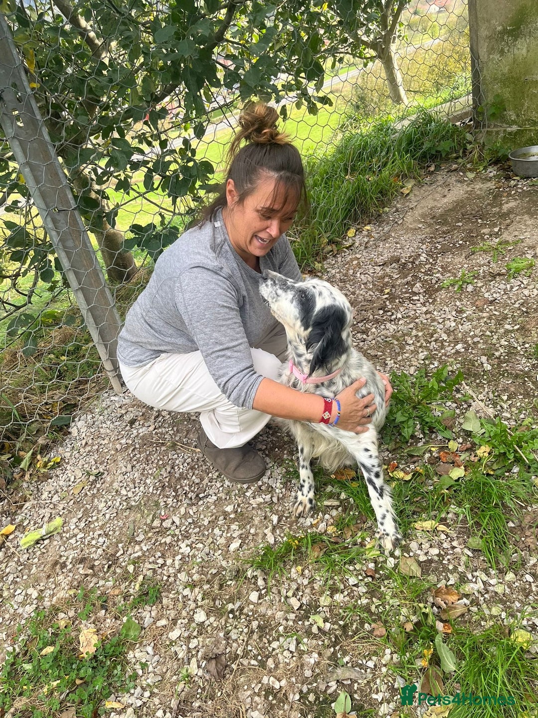 English Setter dogs for adoption: Mascotte - Advert 11
