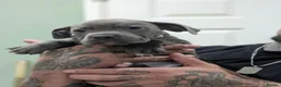 Staffordshire Bull Terrier dogs for sale: Blue Staffies - Advert 12