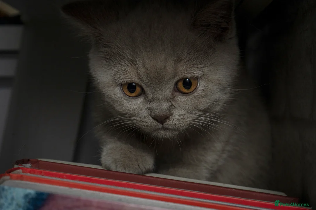 British Shorthair cats for sale: Beautiful✨ healthy GCCF registered lilac kittens  in Cheltenham - Advert 13