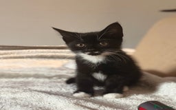 Domestic Shorthair cats for sale: Beautiful black and white tuxedo kittens for sale  - Image 5