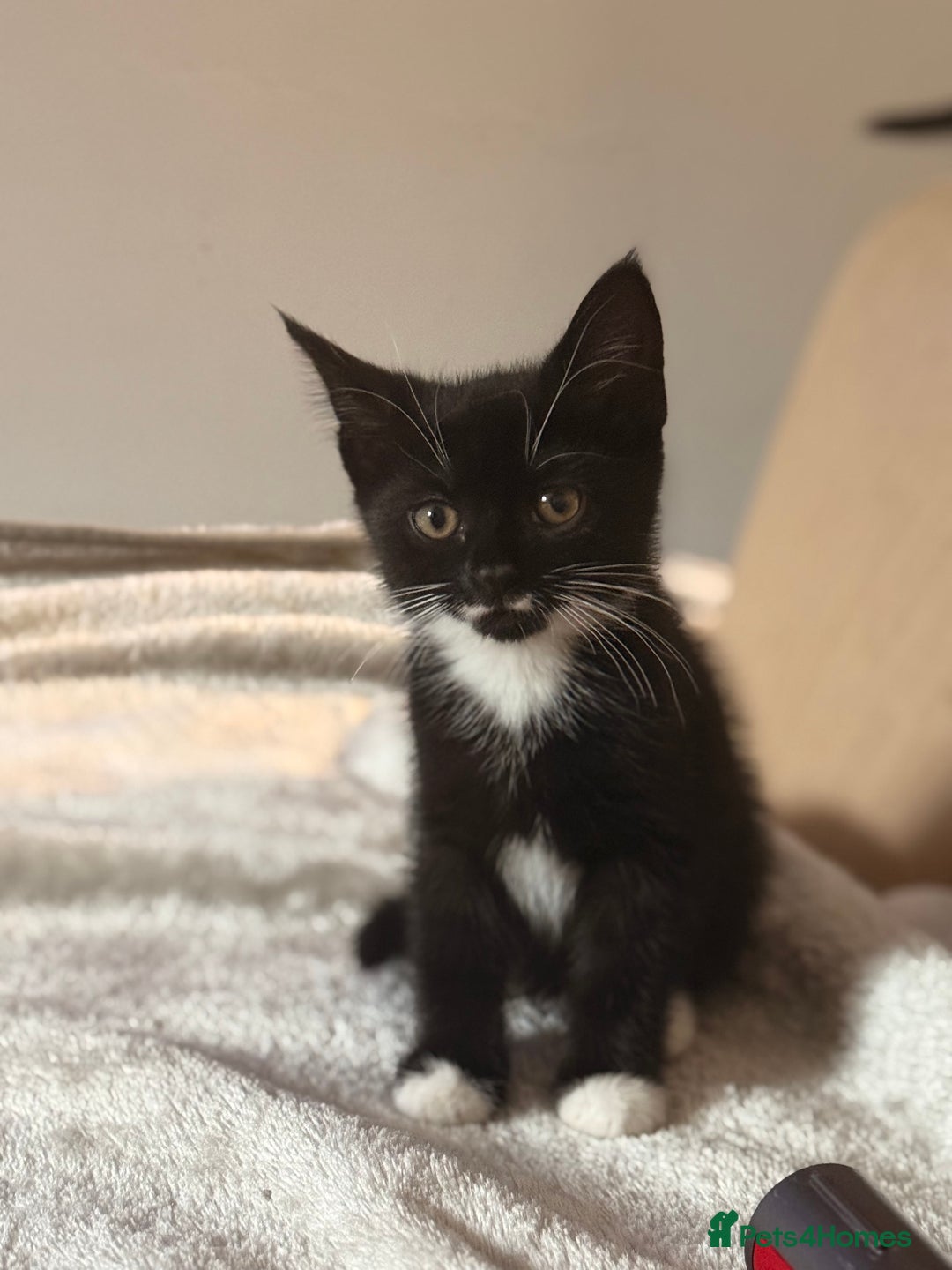 Domestic Shorthair cats for sale: Beautiful black and white tuxedo kittens for sale  - Image 5
