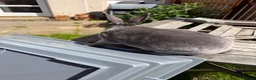Rex rabbits for sale: Male blue rex rabbit  - Advert 5