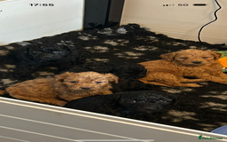 Mixed Breed dogs for sale: final reduction to find forever home  - Image 11