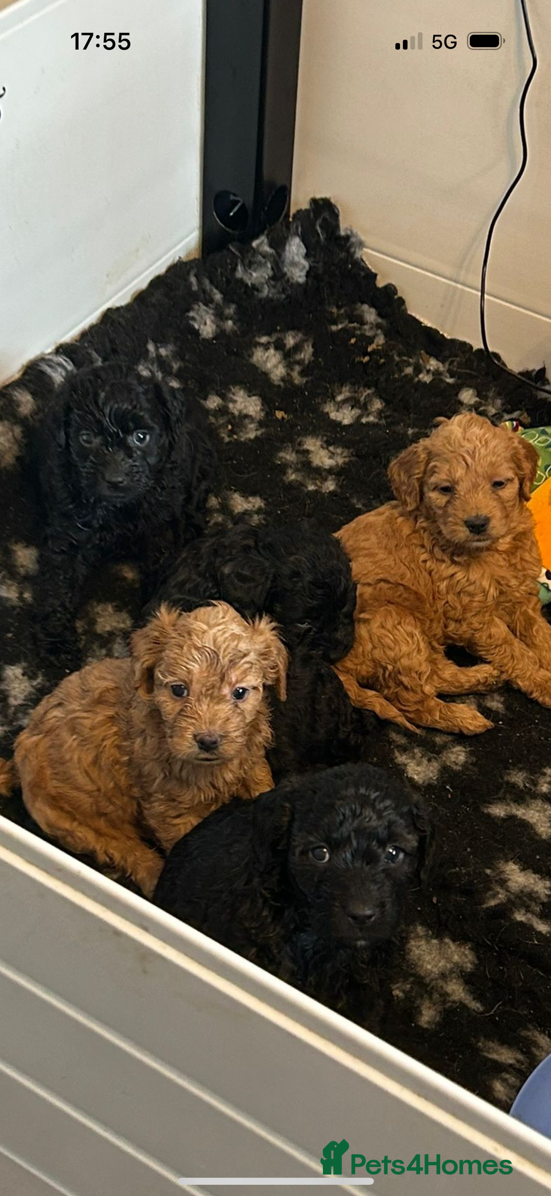Mixed Breed dogs for sale: final reduction to find forever home  - Image 11