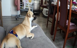 Mixed Breed dogs for sale: Gorgeous, playful malchi boy - Image 1