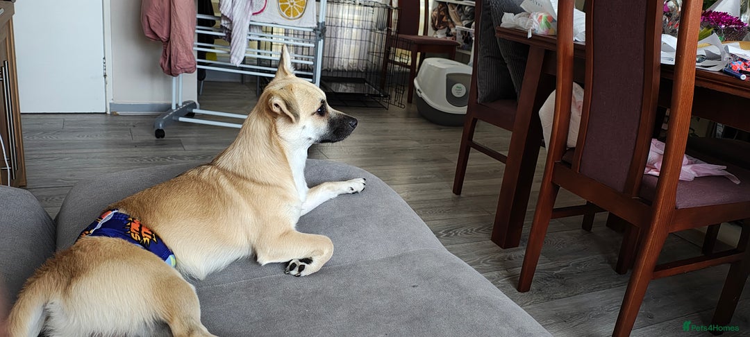 Mixed Breed dogs for sale: Gorgeous, playful malchi boy - Image 1