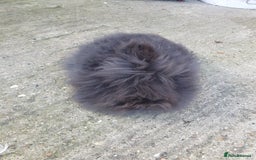 Lionhead rabbits for sale: Doublemane Lionhead - Image 3