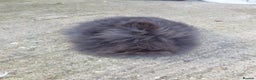 Lionhead rabbits for sale: Doublemane Lionhead - Advert 3