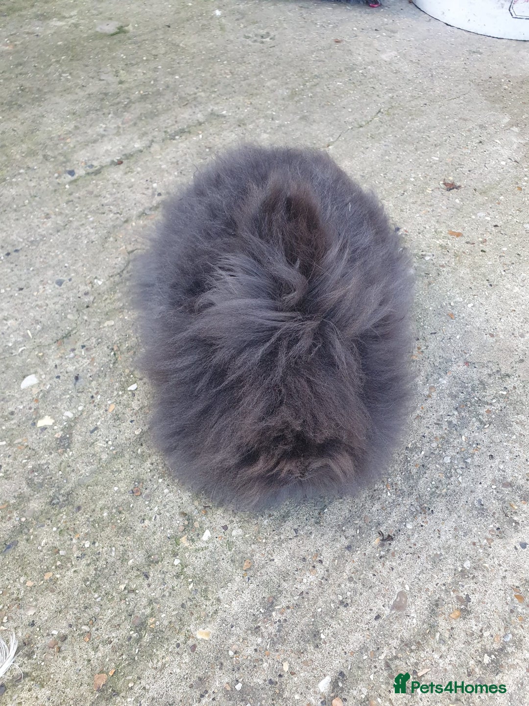 Lionhead rabbits for sale: Doublemane Lionhead - Image 3