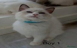 Ragdoll cats for sale: Ragdoll kittens for sale - Image 9