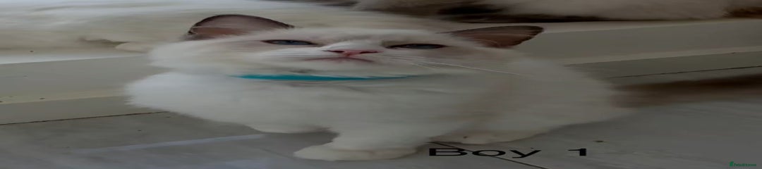 Ragdoll Kitten 1