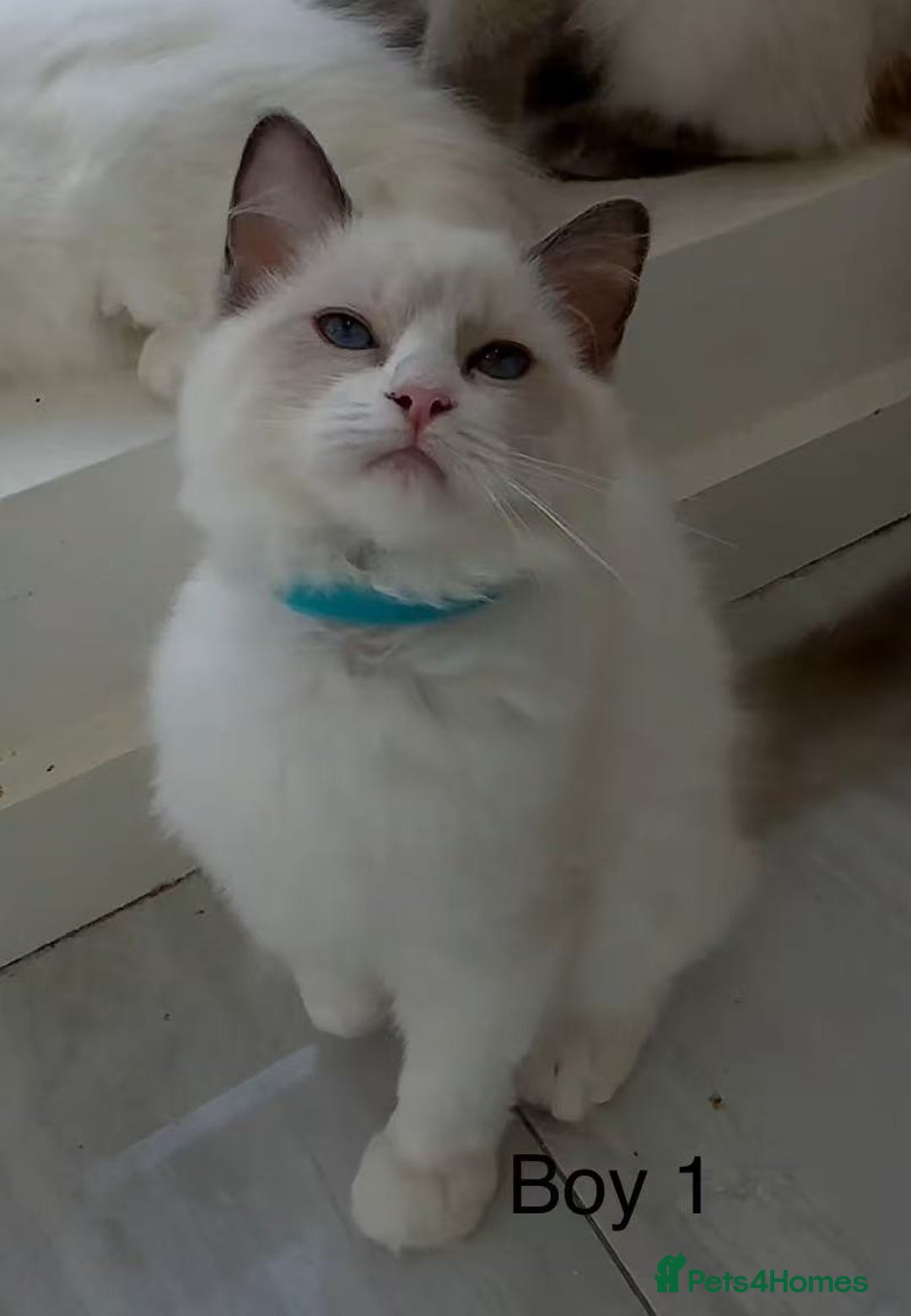 Ragdoll cats for sale: Ragdoll kittens for sale - Image 9